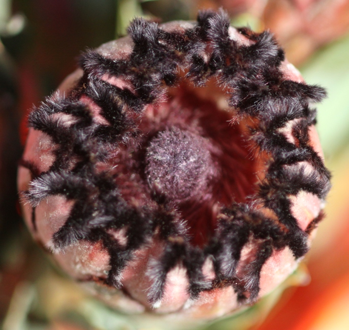 protea